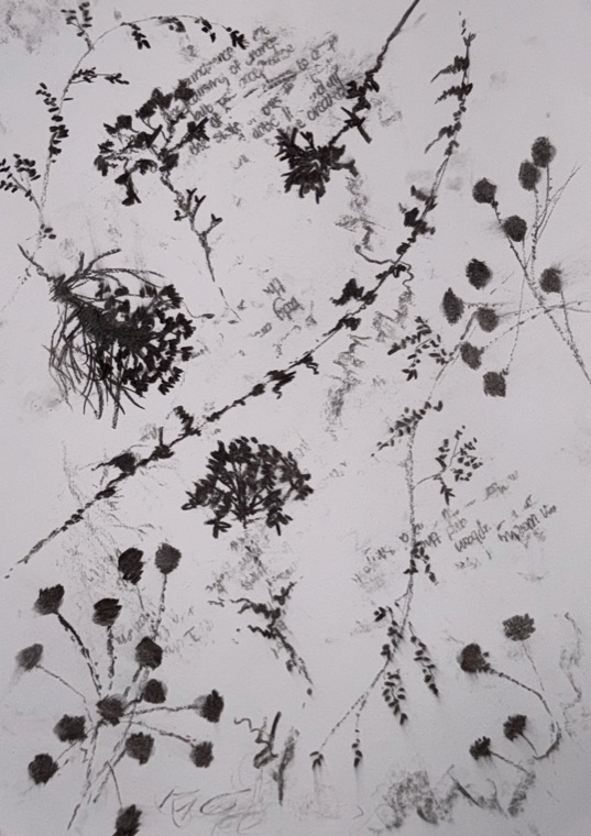 A page of dried stems drawn in charcoal and graphite — thistle heads, seed pods and sprigs of small dark leaves scattered across white paper, with faint handwritten pencil notes running between them.