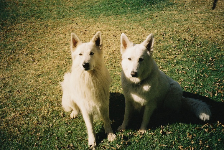 Two long-haired white shepherd dogs sitting side by side on sunlit grass, both looking straight at the camera.